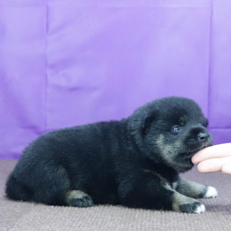 販売中の愛知県の柴犬-406306の3枚目